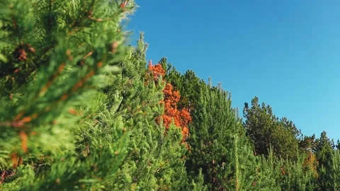 4k rendering of a tree with yellow leaves in the middle of pine trees on the Stock Footage 150662946