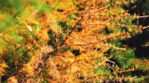 4K rendering of trees with red-brown leaves that swaying in the autumn wind Stock Footage 150662951