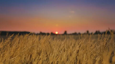 4K resolution: The cereal (wheat) field by sunset background Stock Footage 41777756
