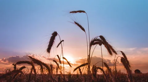 4K resolution, the cereals (wheat) close-up view and sunset (sunrise) background Stock Footage 41253301