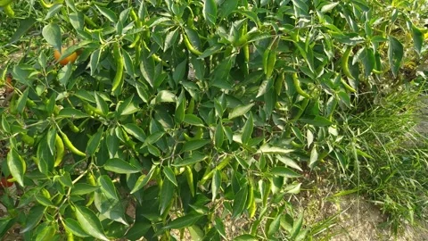 4K Resolution clip of Chilly plants with full of chillies. Video stock 244479446