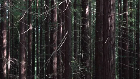 4K resolution footage of Sequoia tree forest 스톡 동영상 277928077