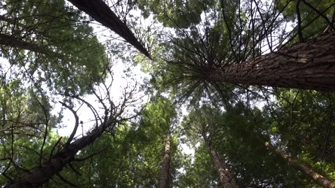 4K resolution footage of Sequoia tree forest Stock Footage 278576405