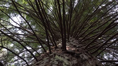 4K resolution footage of Sequoia tree forest Video stock 279445281