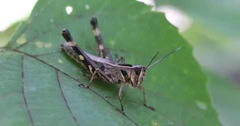 4K resolution footage(without editing) of a small grasshopper. Stock Footage 248335369