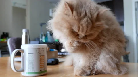 4k resolution of persian cat cleaning her paw on table Stock Footage 67369114