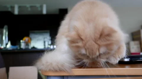 4k resolution of persian cat playing her toy Stock Footage 59591199
