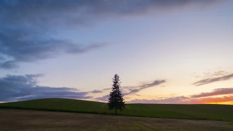 4K resolution timelapse of The iconic alone Christmas tree on the field in Bi Stock Footage 121812482