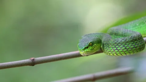4k resolution video of a Green Pit Viper (Trimeresurus albolabris). Vídeos de archivo 342374003