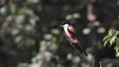 4k resolution video of a long-tailed shrike or rufous-backed shrike. Stock Footage 230477293