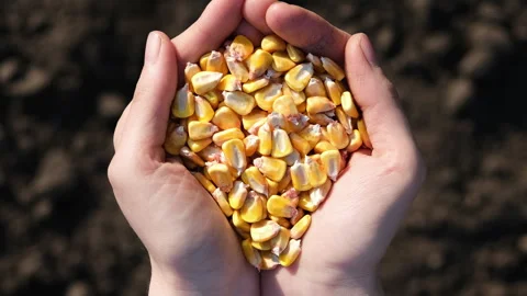4K resolution video of Palms full of corn on a background of black earth. The Stock Footage 249676791