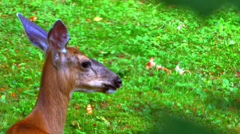4K Resting Deer Doe in Field, Springtime Green Tree Leafs in Foreground Stock Footage 65560254