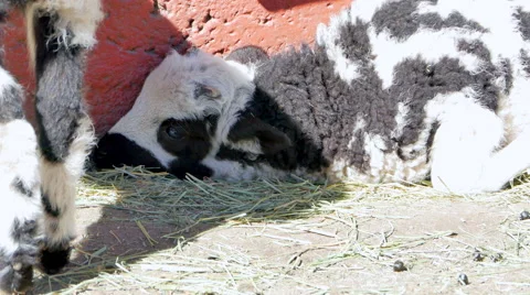 4K Resting Lamb, Sleeping During Summerime Stock Footage 63425661