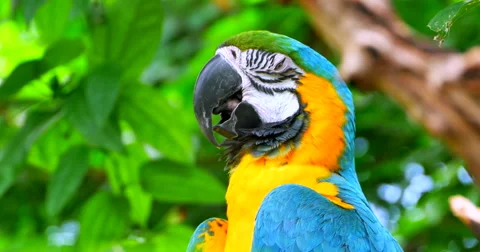 4K Resting Macaw Parrot, Closed Eyes, Sleeping on Jungle Branch Stock Footage 63967720