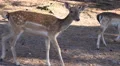 4k Restless fallow deer close up in sunny conifer forest low angle shot 4k or 4k+ Resolution