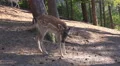4k Restless fallow deer close up in sunny conifer forest low angle shot 4k or 4k+ Resolution