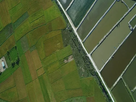 4K Rice fields of Vietnam 動画素材 80975884