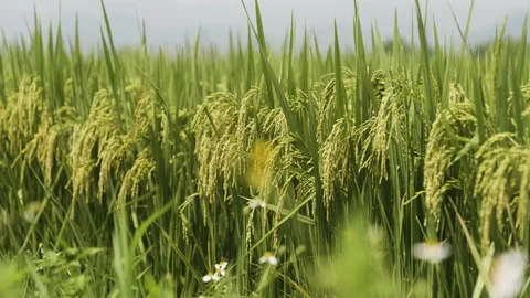 4K Rice Plants Rice Field Ready Harvest ... | Stock Video | Pond5