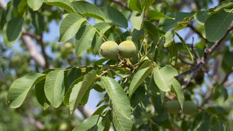 4K Rightward Gimbal Tracking Close-Up of Green Walnuts on Tree Stock Footage 322765648