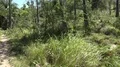 4k Rinca Komodo island wild landscape nature panning 4k or 4k+ Resolution