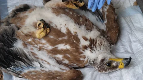 4K Ringing of an Iberian Imperial Eagle chick (Aquila adalberti) Stock Footage 158634622