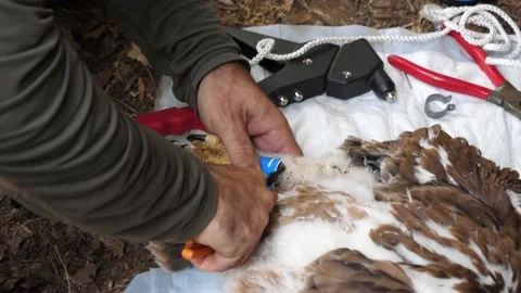 4K Ringing of an Iberian Imperial Eagle chick (Aquila adalberti) Stock-Footage 158634632