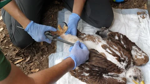 4K Ringing of an Iberian Imperial Eagle chick (Aquila adalberti) Stock Footage 158634685
