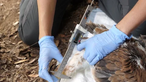 4K Ringing of an Iberian Imperial Eagle chick (Aquila adalberti) Stock Footage 158634706