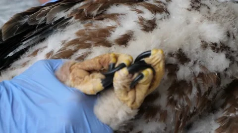 4K Ringing of an Iberian Imperial Eagle chick (Aquila adalberti) Stock Footage 158634768