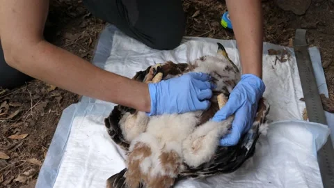 4K Ringing of an Iberian Imperial Eagle chick (Aquila adalberti) Stock Footage 158634841