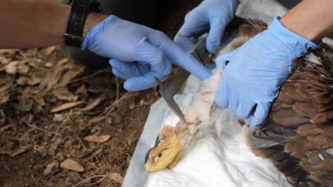 4K Ringing of an Iberian Imperial Eagle chick (Aquila adalberti) Stock Footage 158634845