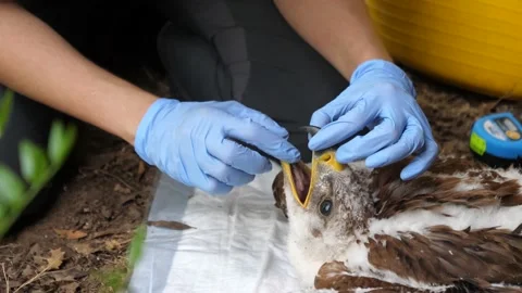 4K Ringing of an Iberian Imperial Eagle chick (Aquila adalberti) Stock Footage 158634928