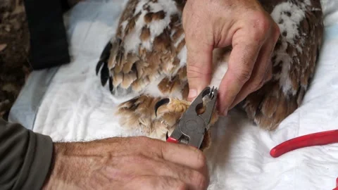 4K Ringing of an Iberian Imperial Eagle chick (Aquila adalberti) Stock Footage 158634998
