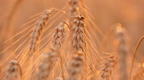 4k, ripe ears of wheat in the sunset 3 스톡 동영상 52524404