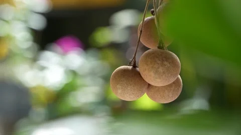 4K: Ripe Longan Fruit Cluster Swaying Gently on Branch in Natural Sunlight. Stock Footage 314951139