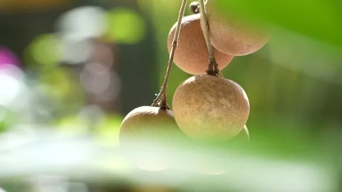 4K: Ripe Longan Fruit Cluster Swaying on Branch in Vietnamese Orchard. Stock Footage 314951199