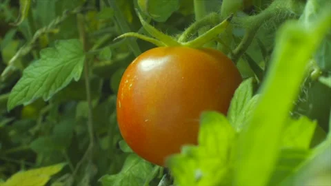 4k Ripe Tomato Stock Footage 340170234