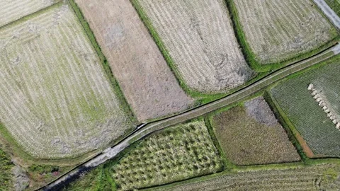 4K Rising Shot Capturing the Vibrance of Japan's Rice Terraces by Drone 스톡 동영상 257790464