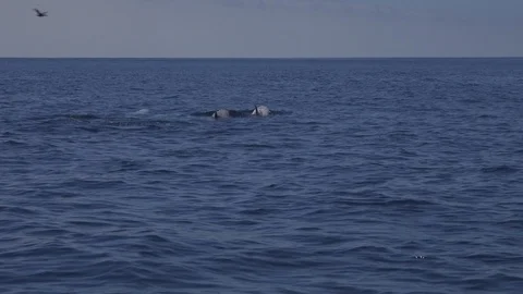 4k Risso's dolphins cavorting on surface 4 Stockbeeldmateriaal 120378124
