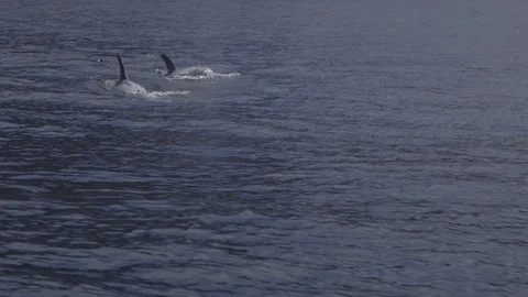 4k Risso's dolphins cavorting on surface 2 Stockbeeldmateriaal 120378535