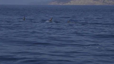 4k Risso's dolphins cavorting on surface 3 Stockbeeldmateriaal 120378614