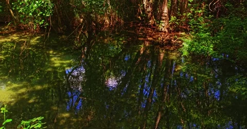 4K River in the forest Stock Footage 46030444