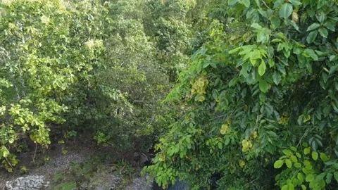 4K river in forest footage video on top, High view angel video drone Video stock 237290899