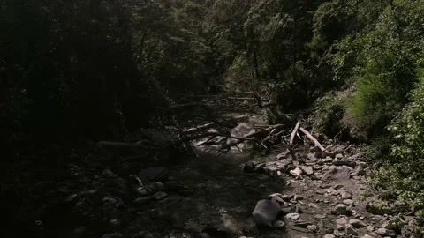 4k river slow moving calming, sams hut new zealand stream summer afternoon Stock Footage 170170402