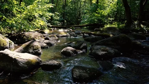 4K River Stone And Green Forest Trees Stock Footage 110304013