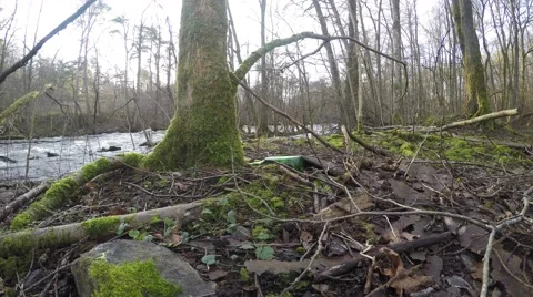 4K river through forest, a green bottle thrown into nature, clear day Stock Footage 47271088