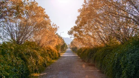4K Road in autumn Stock Footage 97004550