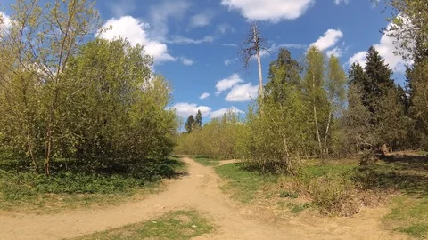 4K Road fork in the forest landscape in summer Stock-Footage 107453951