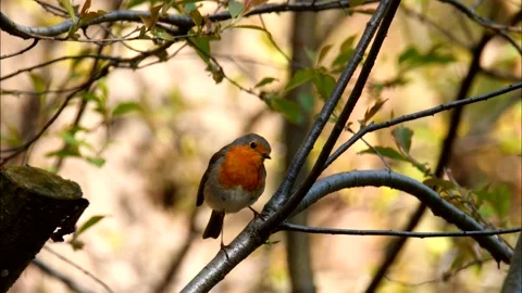 4K Robin Erithacus rubecula perching in a bush Video stock 219940388
