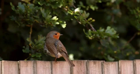 4K Robin Garden Bird UK Nesting Season Vídeos de archivo 246712469